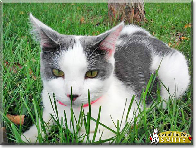 Smitty, the Cat of the Day