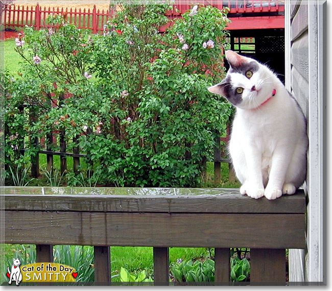 Smitty, the Cat of the Day