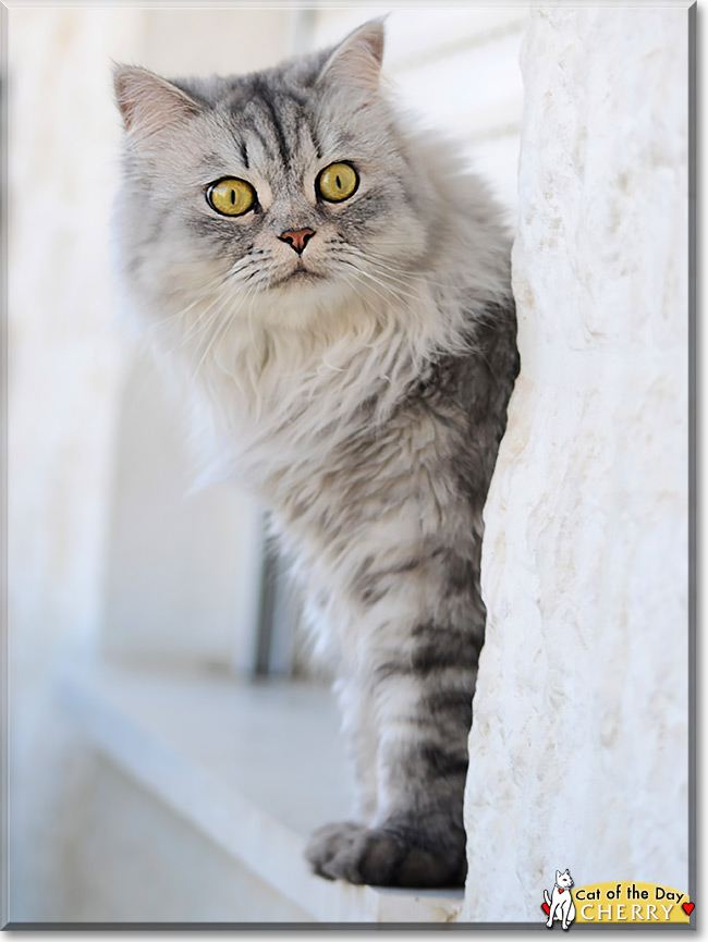 Cherry, the Cat of the Day