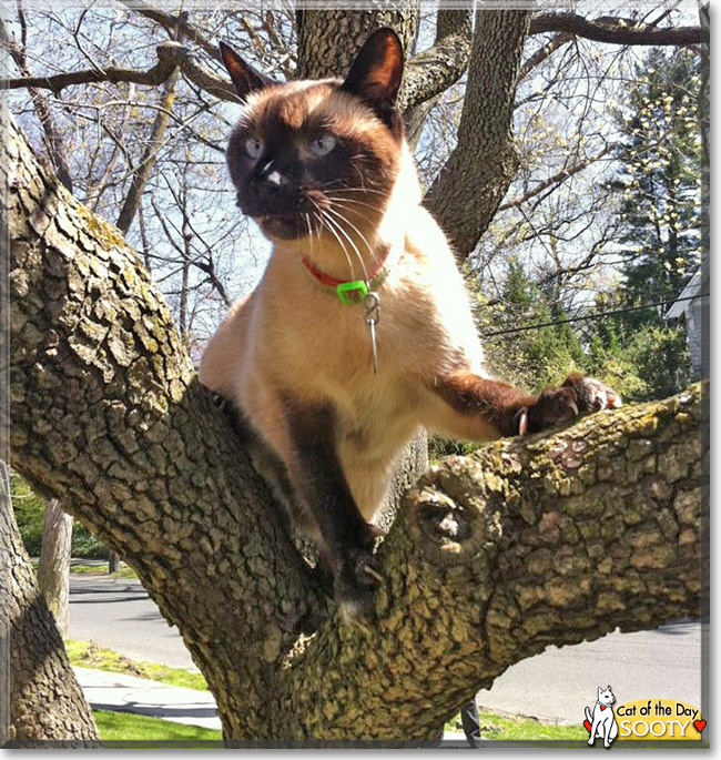 Sooty, the Cat of the Day