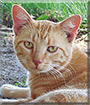 Ginger the Tabby Cat