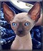 Miles the Sphynx