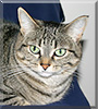 Tori the DSH Tabby