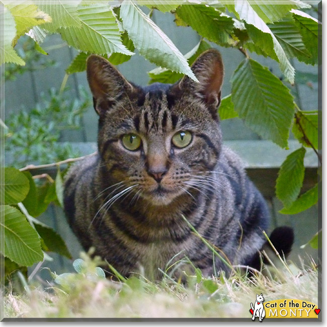 Monty, the Cat of the Day