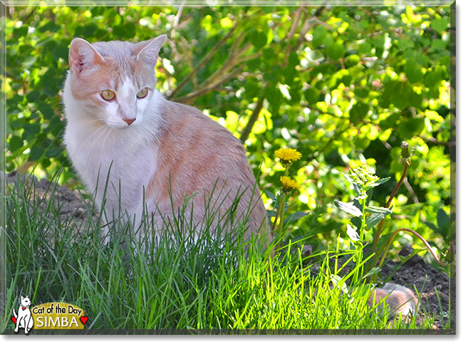 Simba, the Cat of the Day