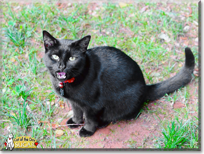 Sugar, the Cat of the Day