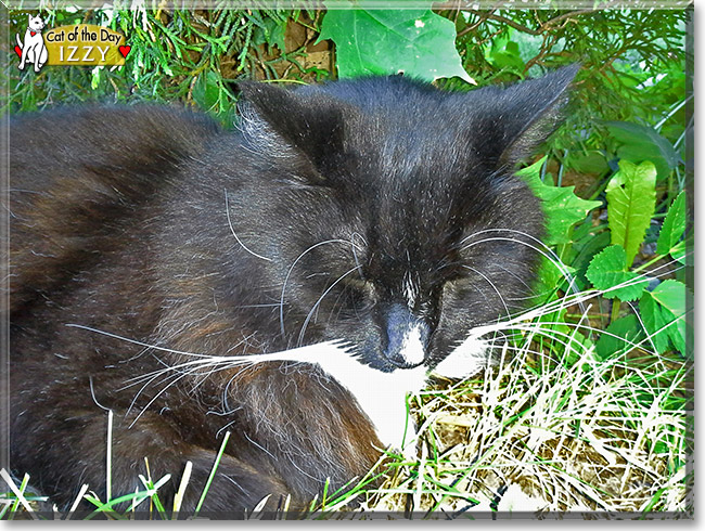 Izzy, the Cat of the Day