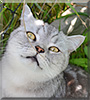 Emil the British Shorthair