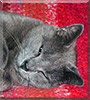 Charlie Bird the Russian Blue mix