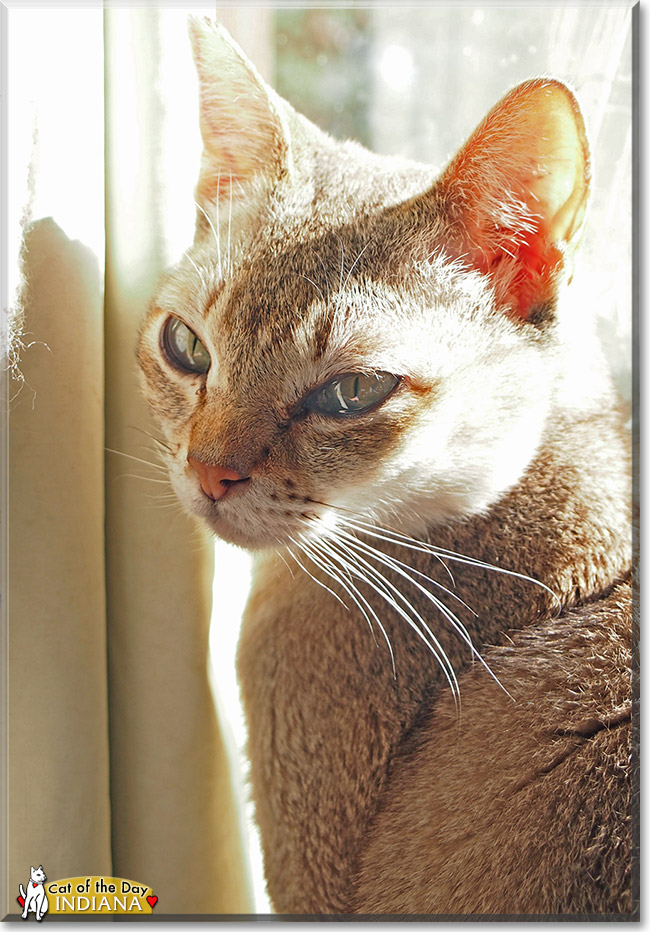 Indiana, the Cat of the Day