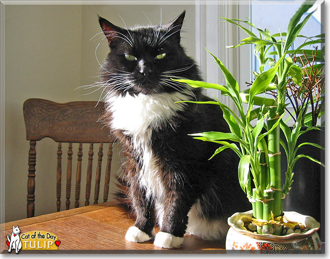 Tulip, the Cat of the Day