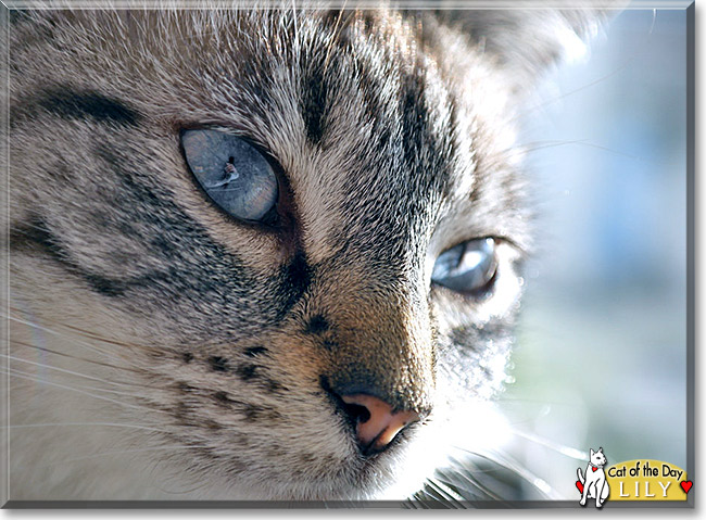 Lily, the Cat of the Day