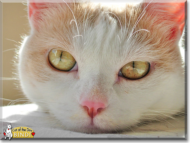 Bindi, the Cat of the Day