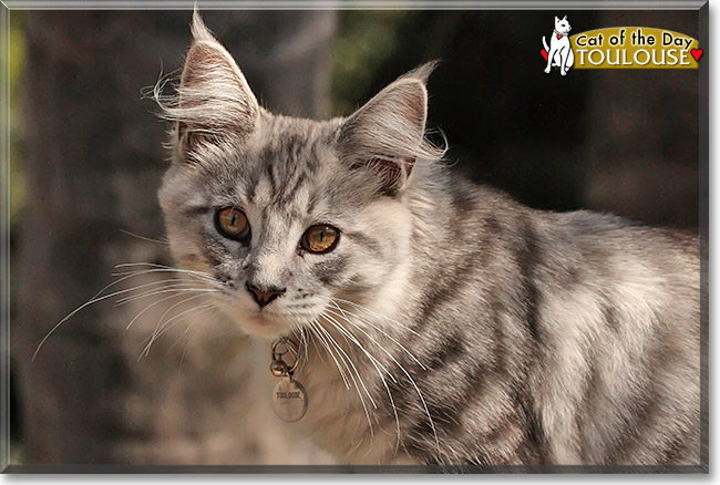 Toulouse, the Cat of the Day