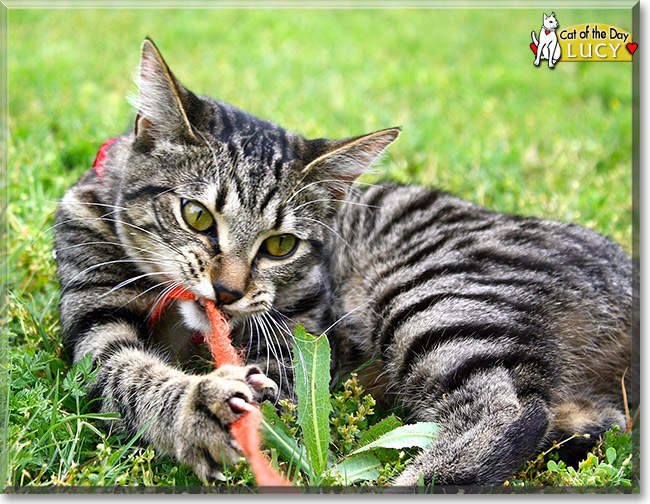 Lucy, the Cat of the Day