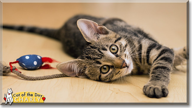 Charly, the Cat of the Day