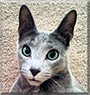 Berkely the Russian Blue