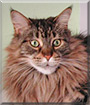 Dezba the Maine Coon