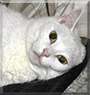 Snowball the American Shorthair