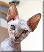 Luci the Canadian Sphynx