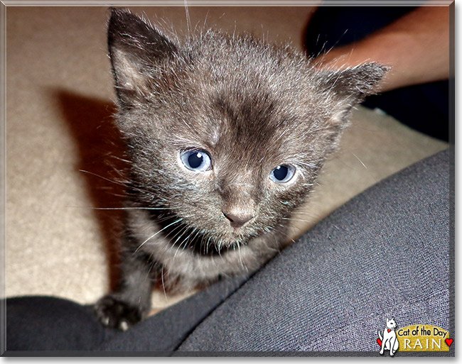 Rain, the Cat of the Day