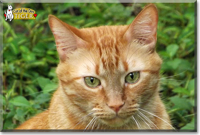 Tiger, the Cat of the Day