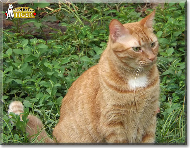 Tiger, the Cat of the Day