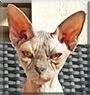 Alice the Sphynx