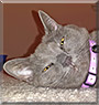 Cybil the Russian Blue