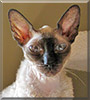 Miriam London the Cornish Rex cat