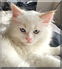 Beau the Red Point Ragdoll