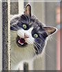 Garfield the Turkish Angora