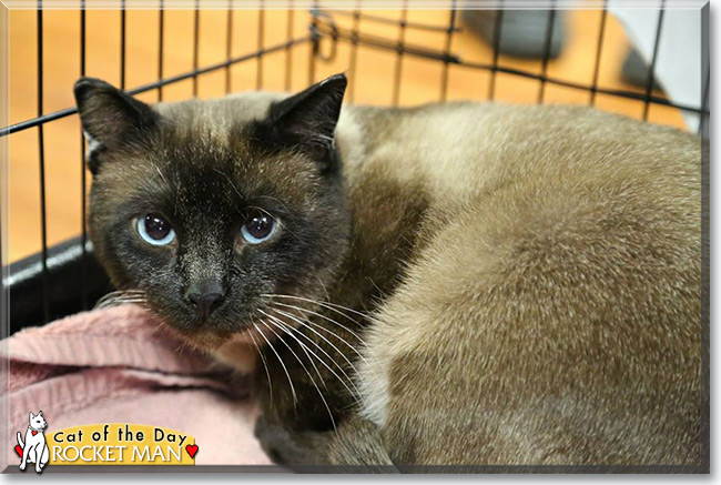 Rocket Man, the Cat of the Day