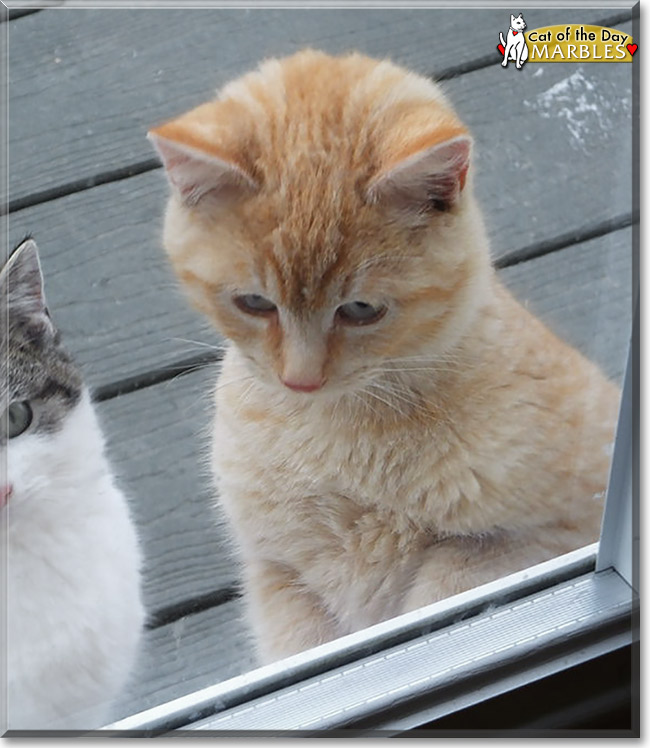 Marbles, the Cat of the Day