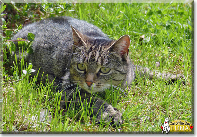 Luna, the Cat of the Day