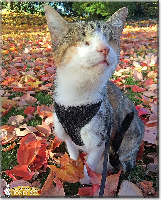 Honey Bee, the Cat of the Day