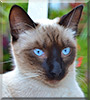 Monchita the Siamese mix