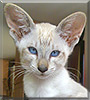 Nyla the Lynx point Siamese