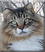 Lucky the Siberian Forest Cat