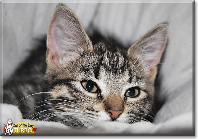 Turbo, the Cat of the Day