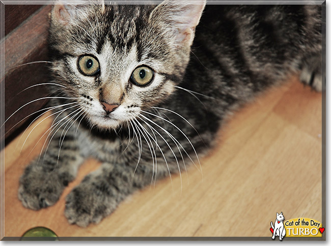 Turbo, the Cat of the Day