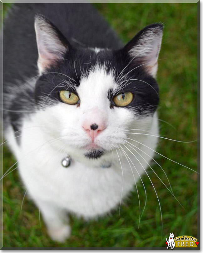 Fred, the Cat of the Day