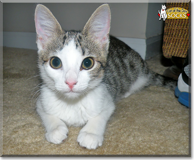 Socks, the Cat of the Day