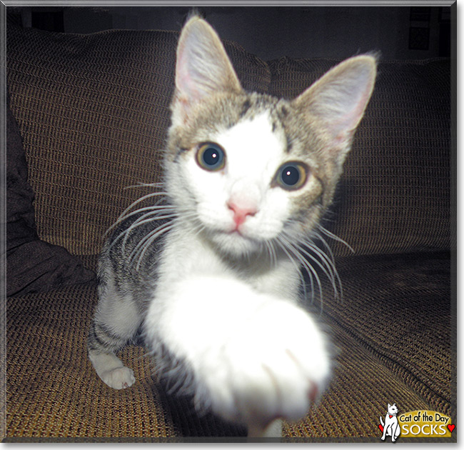 Socks, the Cat of the Day