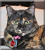 Sheeba the Tortoiseshell