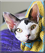 Jax the Devon Rex