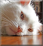 Minou the Turkish angora