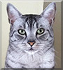 Monty the Egyptian Mau