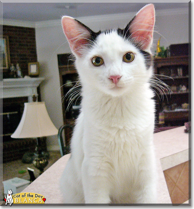 Blanca, the Cat of the Day