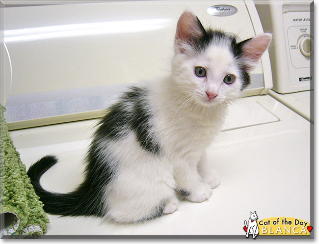 Blanca, the Cat of the Day